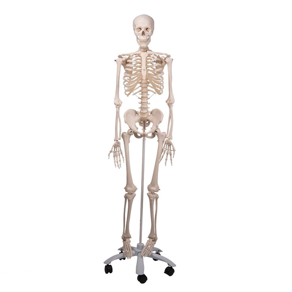 Un esqueleto humano, un muñeco de entrenamiento.